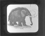 The Mammoth Restored.
