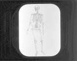 Human Skelton.