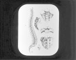 Vertebral Column.