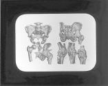 Hip and Knee Joints.