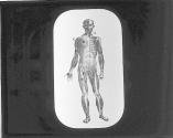 Muscular System-Front.