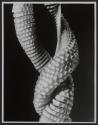 [Egg capsules of a whelk, a marine snail]