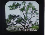 Abrams Oak-Hebron