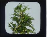 Branch of Cedars Lebanon