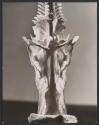 Interior of skull of Crucifix catfish