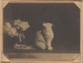 [Cat with vase of flowers]