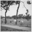 Golden Gate Park, Buffalo Paddock