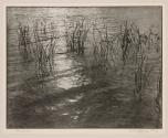 Rushes