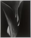 683 Brockhurst Garden, Canna Leaf