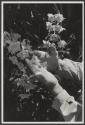 [Edward Steichen holding the "Connecticut Yankees" delphinium]