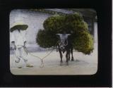 [Man wearing "Satgat" (bamboo hat) and bull carrying bundles of straw]