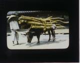 The Bullock - Beast of Burden of Korea