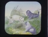 Hunting the Fox