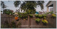 Backyard Pumpkin, Buffalo, New York