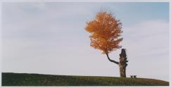 Dr. Wadsworth's Tree, Chautauqua, New York