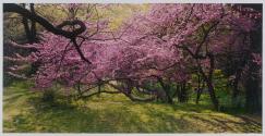 Redbud Blossoms, Royal Botanical Gardens, Hamilton, Ontario
