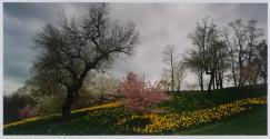 Daffodils and Storm Clouds, Highland Park, Rochester, New York