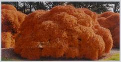 Threadleaf Japanese Maple Tree, Hershey Gardens, Pennsylvania