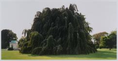 European Weeping Beeches, The Elms, Newport, Rhode Island