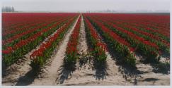 Commercial Tulip Field, Skagit Valley, Washington