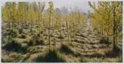 Cottonwood Tree Farm, Skagit Valley, Washington