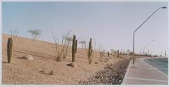Highway Cactus Planting, Tucson, Arizona