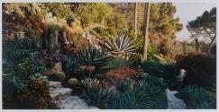 Tim Curry's Garden, East View, PM, Hollywood, California