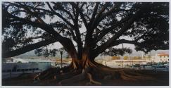 Largest Fig Tree in the United States, Santa Barbara, California