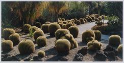 Golden Barrel Cacti, Huntington Desert Garden, San Marino, California