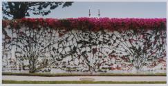 Wall with Bougainvillea, Los Feliz, California