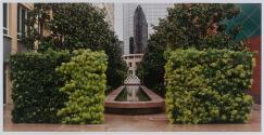 Podocarpus Cubes, MOCA Plaza, Los Angeles, California