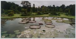 Water Lilies, Kenilworth Aquatic Gardens, Washington, D.C.