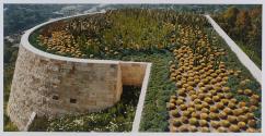 Cactus Garden, J. Paul Getty Center, Los Angeles, California