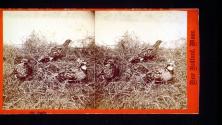 [Quails]