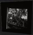 Old Olive Trees