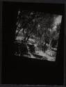 Olive Grove