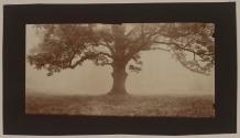 [Tree]