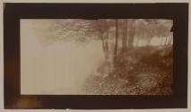 [Trees and pond]