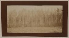 [Field and woods]