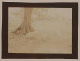 [Sheep under tree]