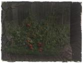 [Vegetable Garden]