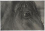Abstract Horse Study, Italy