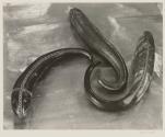 Three Fish - Gourds