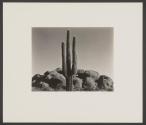 [Saguaro, Arizona, 1938]