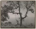 Nude in Swing, 1945