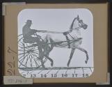 [Trotting (Oakland Maid): illustration number 23, frame 7]
