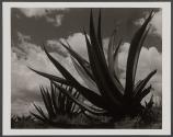 [Agaves with clouds in background]