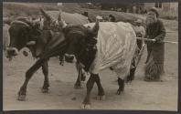 [Two oxen in fancy dress and person dressed up in straw outfit in Mexico]