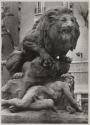 Lion & homme