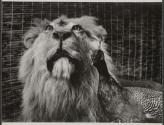 Boutique [illegible] Taxidermiste, Rue de Bac